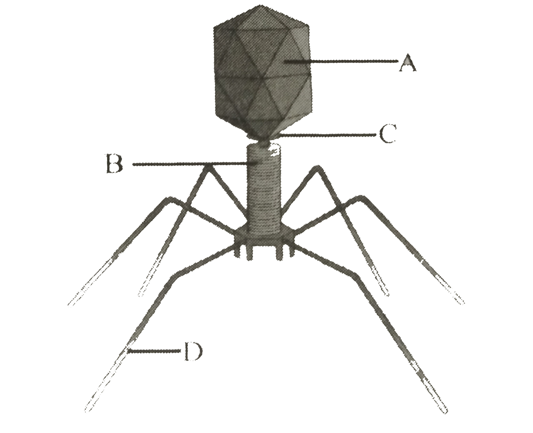 Given below in the diagram of bacteriophage. In which one of the options all the four parts a, B , C and D are correct ?