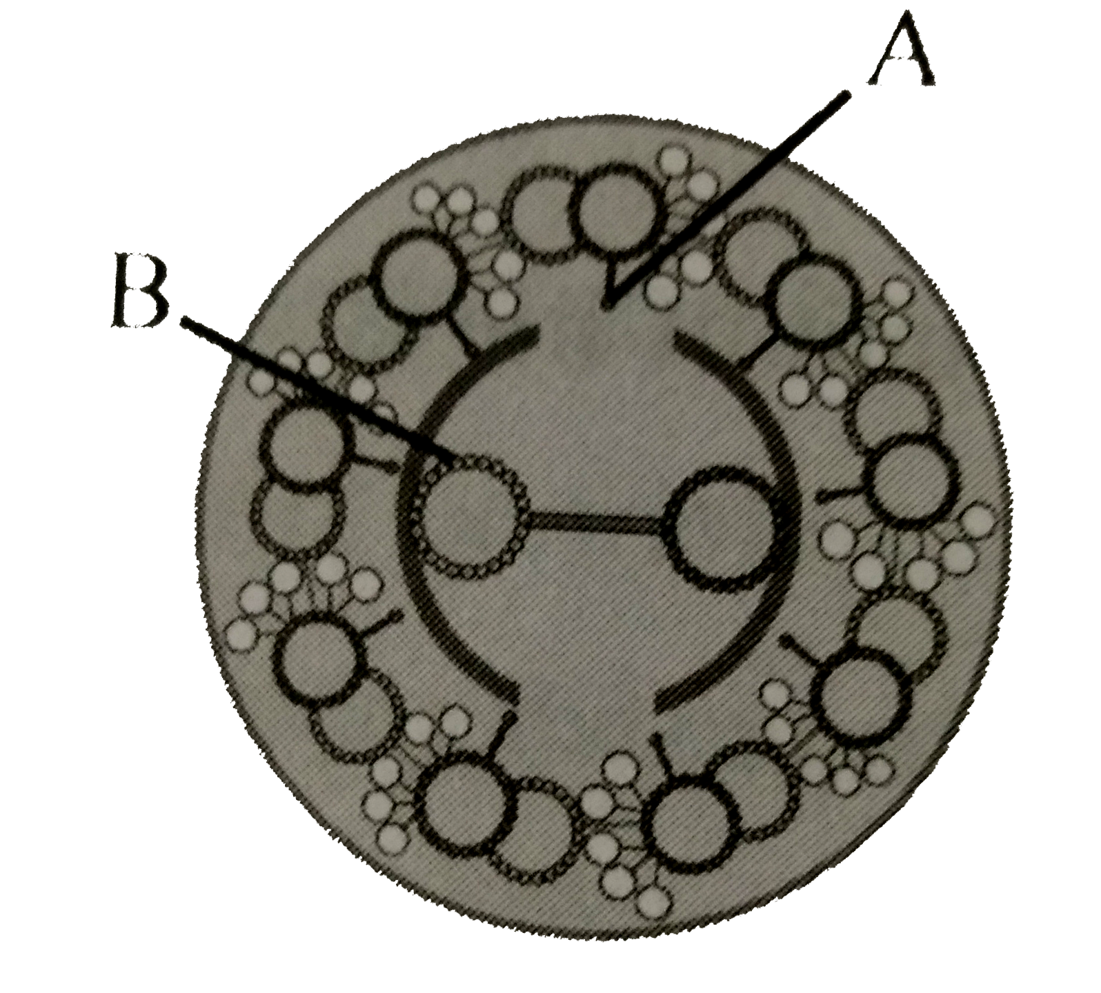 The figure below shows the section of a cillia/flagella showing different parts labelled A and B select the correct labelled name ?