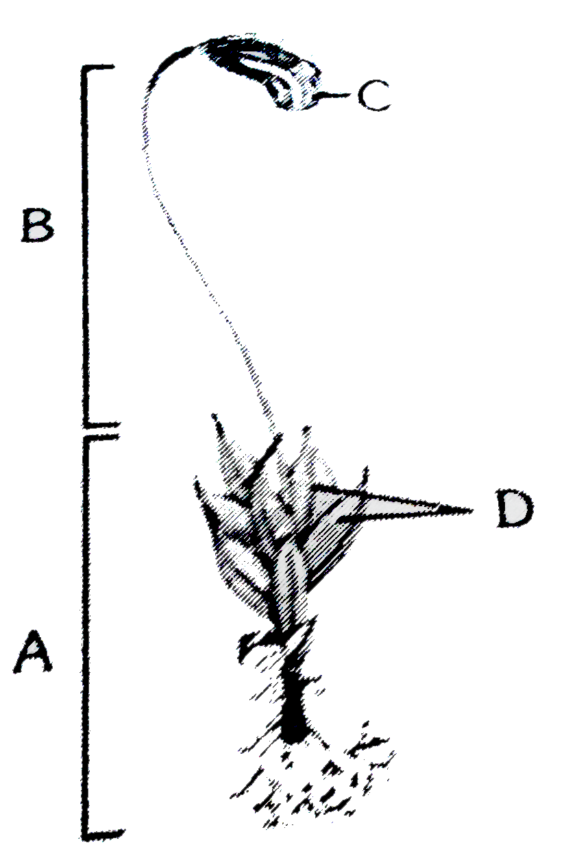 Identify the given figure with A,B,C & D