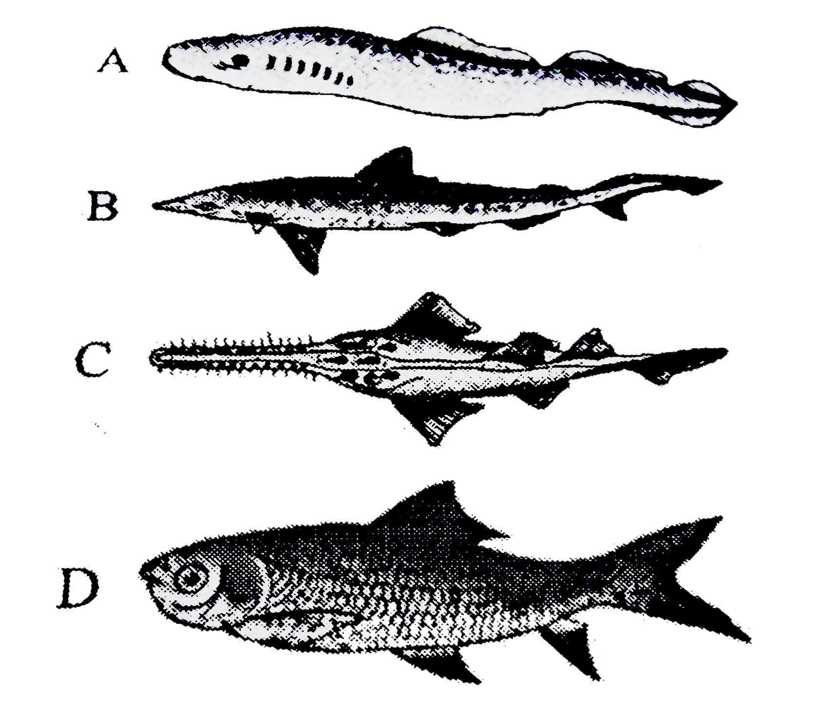 Give the answer of following questions by observatios from given figures:      (i). Which fish has air bladder?   (ii) which fish is known as saw fish?   (iii) which fish is cartilaginous fish?   (iv). Which animal is ectoparasite on true fishes?   (v) Which fish has paired fins?   (vi) which fishh has body skeleton?   (vii) Which fish has 4-pairs of gills?   (viii) Whch fis has operculum?   (ix) Which fishes are viviparous?   (x) Which fish lives in fresh water?