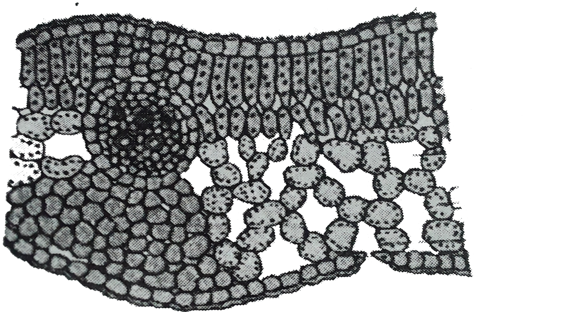Look at the given figure find the position (Adaxial or abaxial) of xylem in the vascular bundle.
