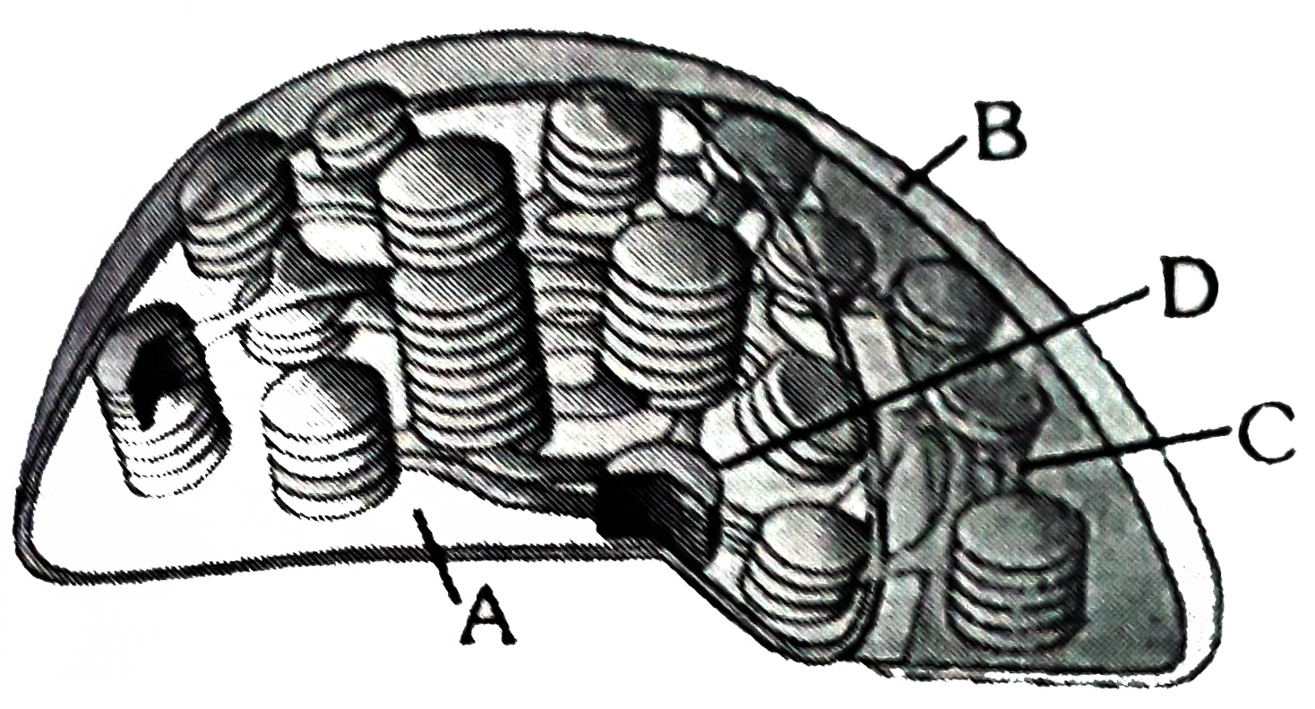 From the given figure identify A,B,C and D