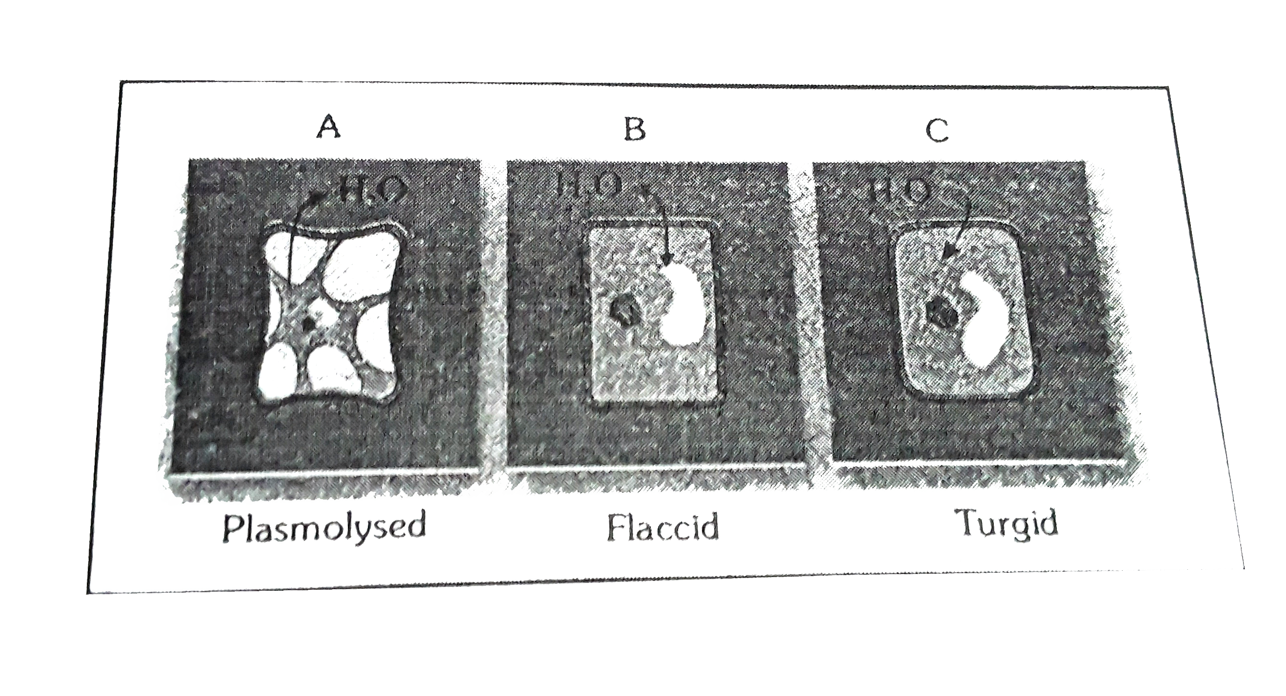 Find the solution A,B and C in which different plant cells are placed