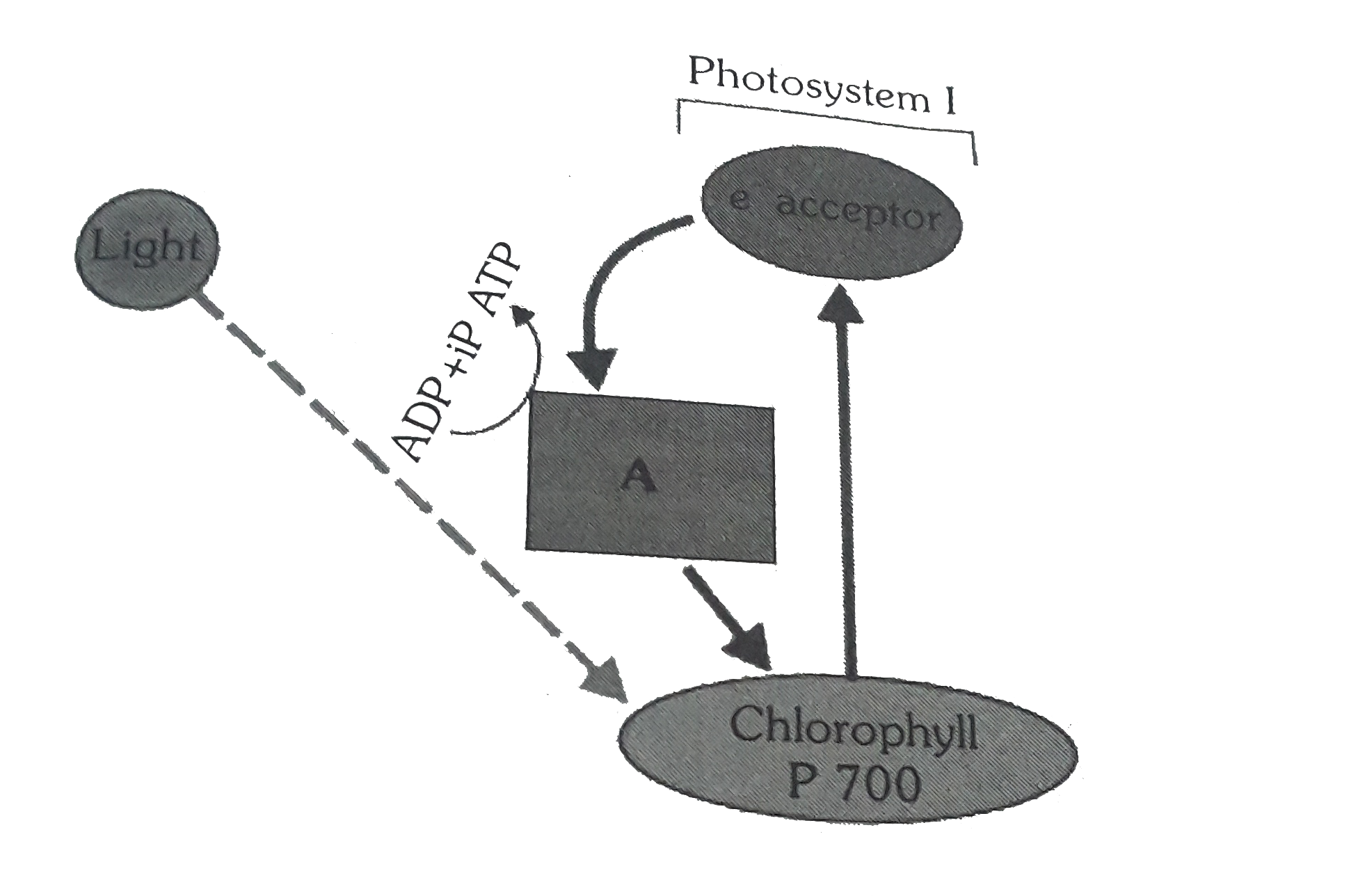 Identify the A in the given figure of light reaction