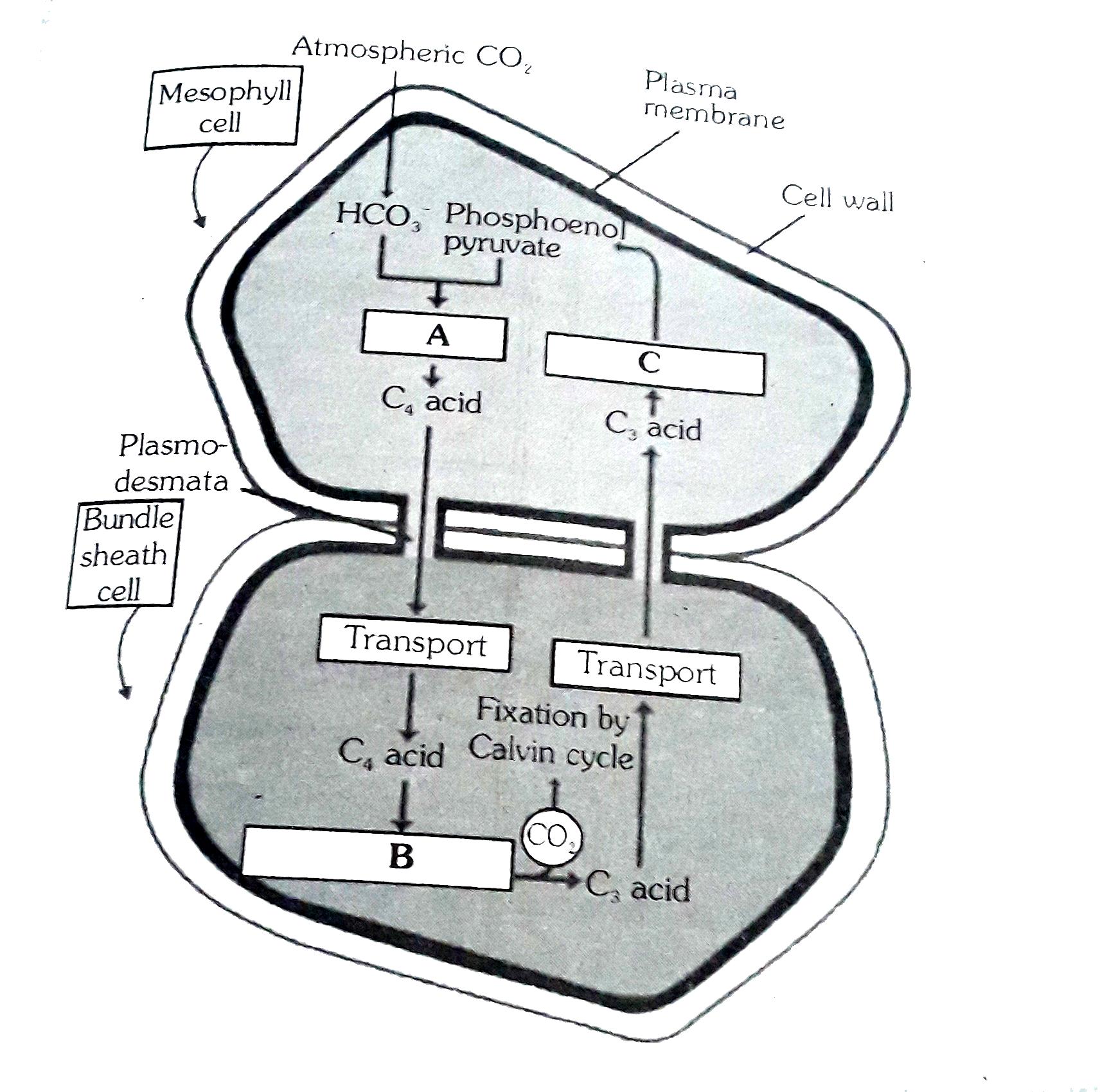 Observe the given diagrammatic representation of the Hatch and slack pathway find out labelled parts and also choose true & false statement      (i) In the diagram site of primary fixation lacks RuBisCO enzyme.   (ii) In Mesophyll cell the transporting C(4) acid amy be malic acid or aspartic acid   (iii) The bundle sheath cells are rich in an enzyme RuBisCO but lack PEPcase