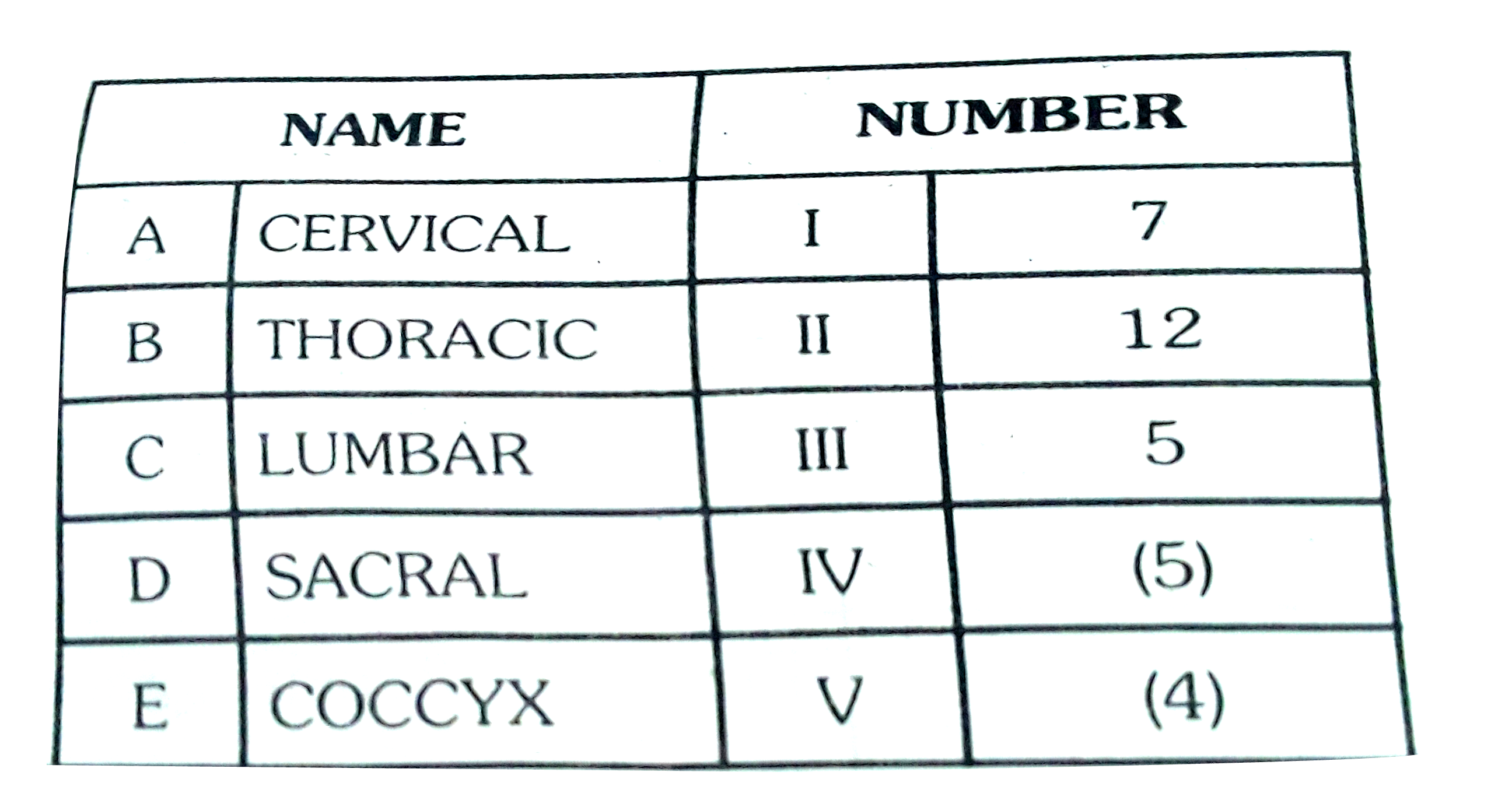 Match the following bones of vertebral column