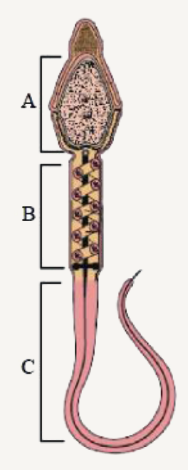 शुक्राणु के दिए गये चित्र के संदर्भ में सही विकल्प का चयन कीजिये-