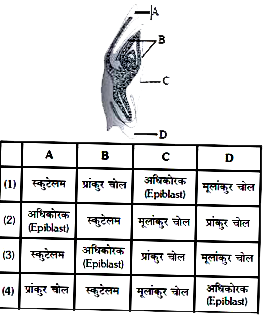 घास के भ्रूण की अनुदैर्ध्य काट का आरेख यहाँ दिया हुआ है, उस सही विकल्प का चुनाव करें जो A, B, C व D का सही नामांकन दर्शाता है :