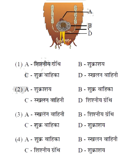 दिये गये चित्र में कॉकरोच के नर जनन तंत्र को दिखाया गया है जिसमें नामांकित संरचनाएं A, B, C, D हैं