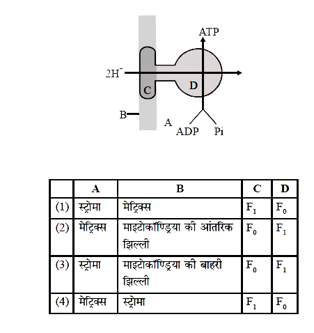 नीचे दिया गया आरेखीय चित्र माइटोकॉण्ड्रिया में एटीपी संश्लेषण का है। A, B,C एवं D नामांकित घटकों को पहचानिए एवं उनके  विषय में सही विकल्प चुनिए : -