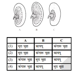 यह चित्र कायपू, भूरा चुहा व कंगारू चुहे के वृक्क की अनुप्रस्थ काट का है जो वल्कुट व मध्यास के सम्बन्धित आकार को दर्शाता है। कायपू स्वच्छ जल में पाया जाता है और पेयजल की कभी भी कमी नहीं होगी। भूरा चुहा कुद दिन तक जल पिये बिना रहने योग्य है। कंगारू चुहा रेगिस्थान में बिना जल पीये रहने योग्य है। कौनसा वृक्व, कौनसे जन्तु से सम्बन्धित है |