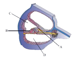 चित्र में कोक्लिया का अनुप्रस्थकाट, जिसके साथ लेबल A, B, C तथा D का चित्रात्मक प्रस्तुतीकरण किया गया है। सही पहचान तथा मुख्य लक्षण या कार्य के विकल्प को चुनिये :