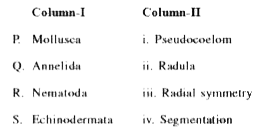 Match the species in Column-I with their respective feature of body organisation in Column-II.      Choose the CORRECT combination.