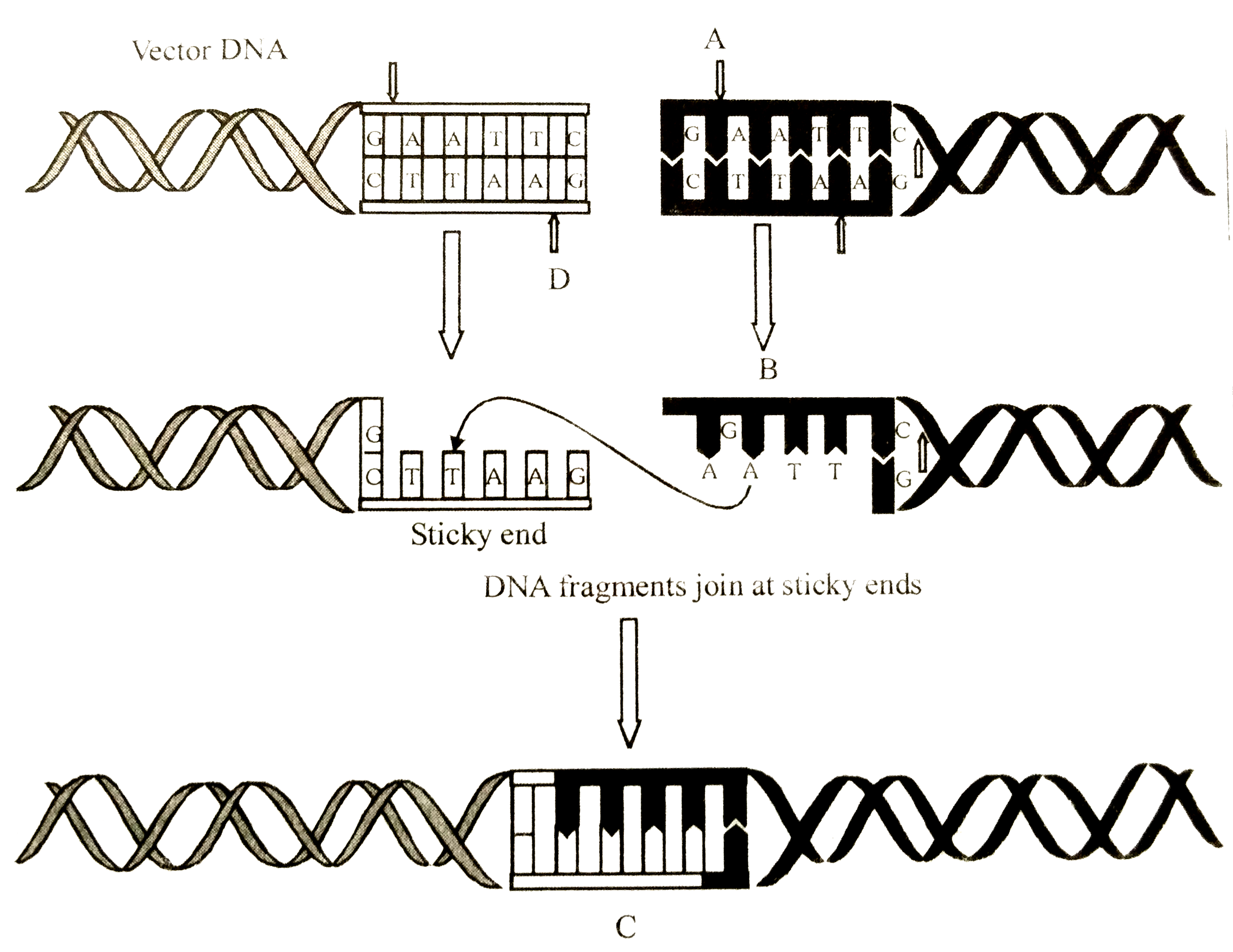 Identify The A B C And D In Given Diagram 
