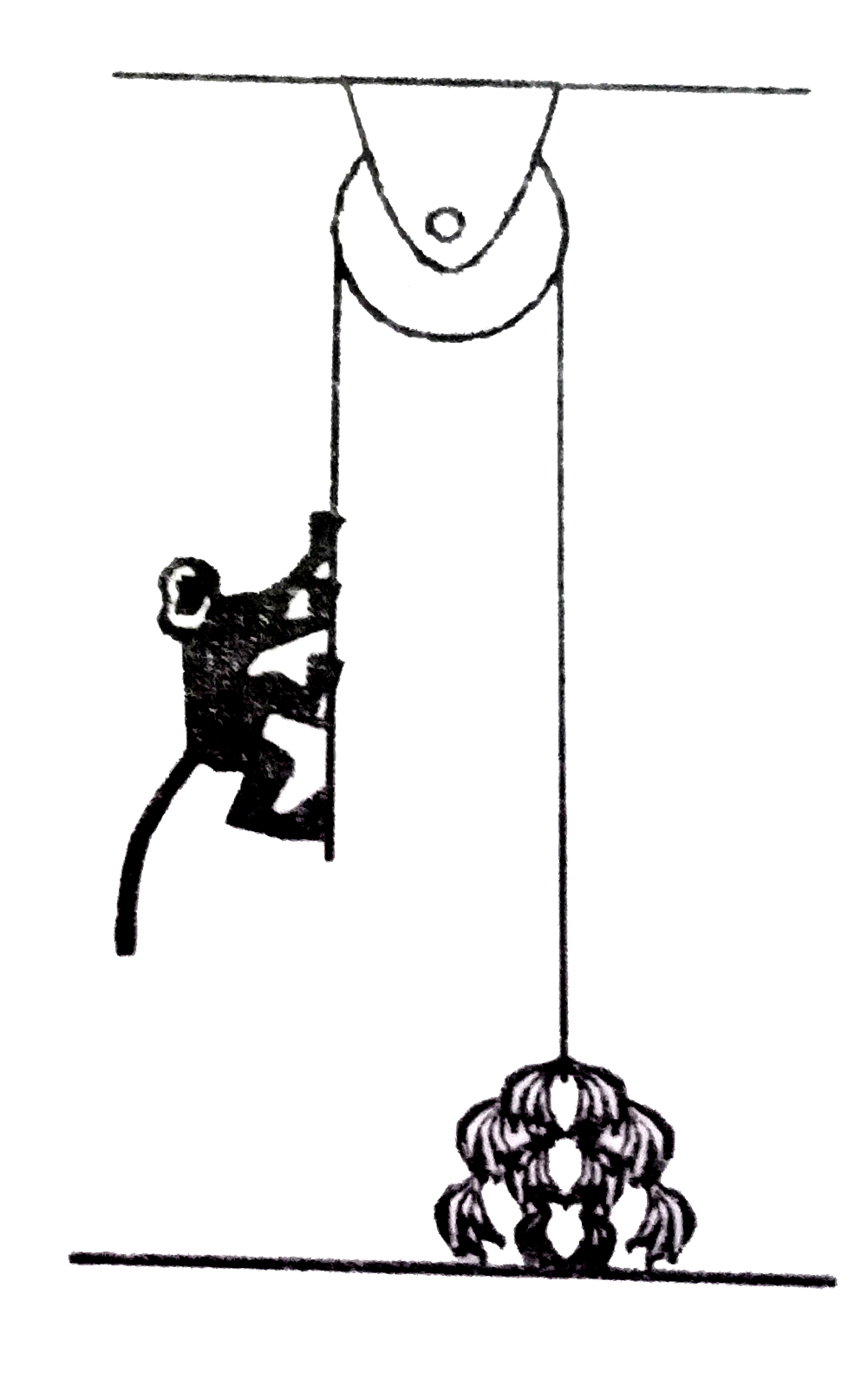 As shown in figure a monkey of 20g mass is holding a light rope that passes over a frictionless pulley. A bunch of bananas of the same mass is tied to the other end of rope. Inorder to get access to the bunch the monkey starts climbing the rope. The distance between the monkey and the bananas is