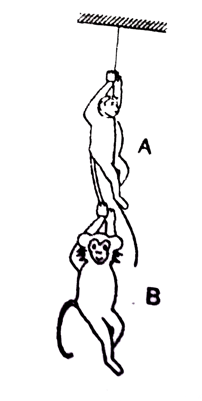 The monkey B shown in fig. is holding on to the tall of the monkey A which is climbing up a rope. The masses of the monkeys A and B are 5 kg and 2kg respectively. If A can tolerate a tension of 30N in its tall, what force should it apply on the rope in order to carry the monkey B with it ?   (Take g=10 ms^(-2))