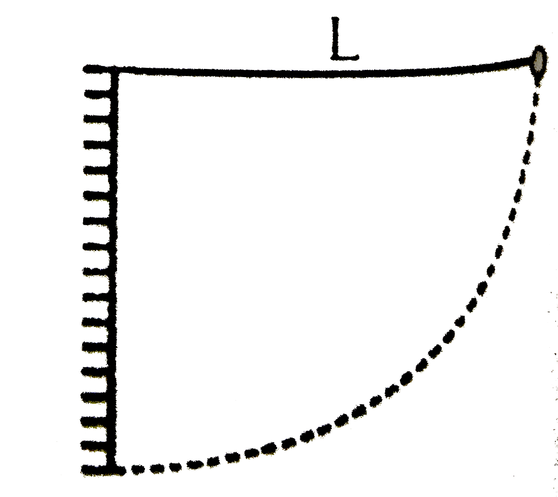 A simple pendulum is suspended from a peg on a vertical wall. The pendulum is pulled away from the wall to a horizontal postion (see fig .) and released. The ball hits the wall, the coefficient fo restituation being (2)/(sqrt5) What is the minimum number of collisions after which the amplitude of oscillations becomes less than 60 degress ?