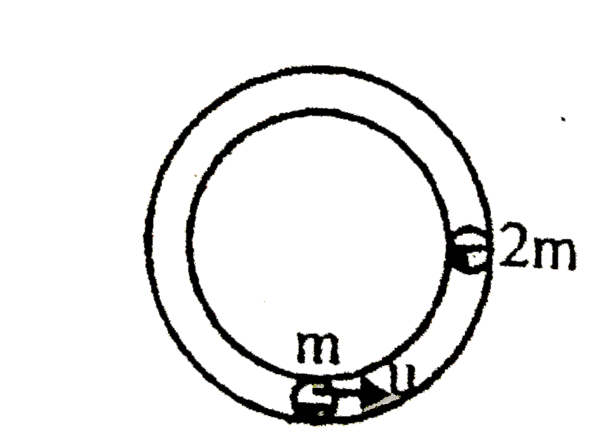Two masses m and 2m are placed in fixed horizontal circular smooth hollow tube of radius r as shown. The mass m is moving with speed u and the mass 2m is stationary. After their first collision, the time elapsed for next collision. (coefficient of restituation e = 1//2 )