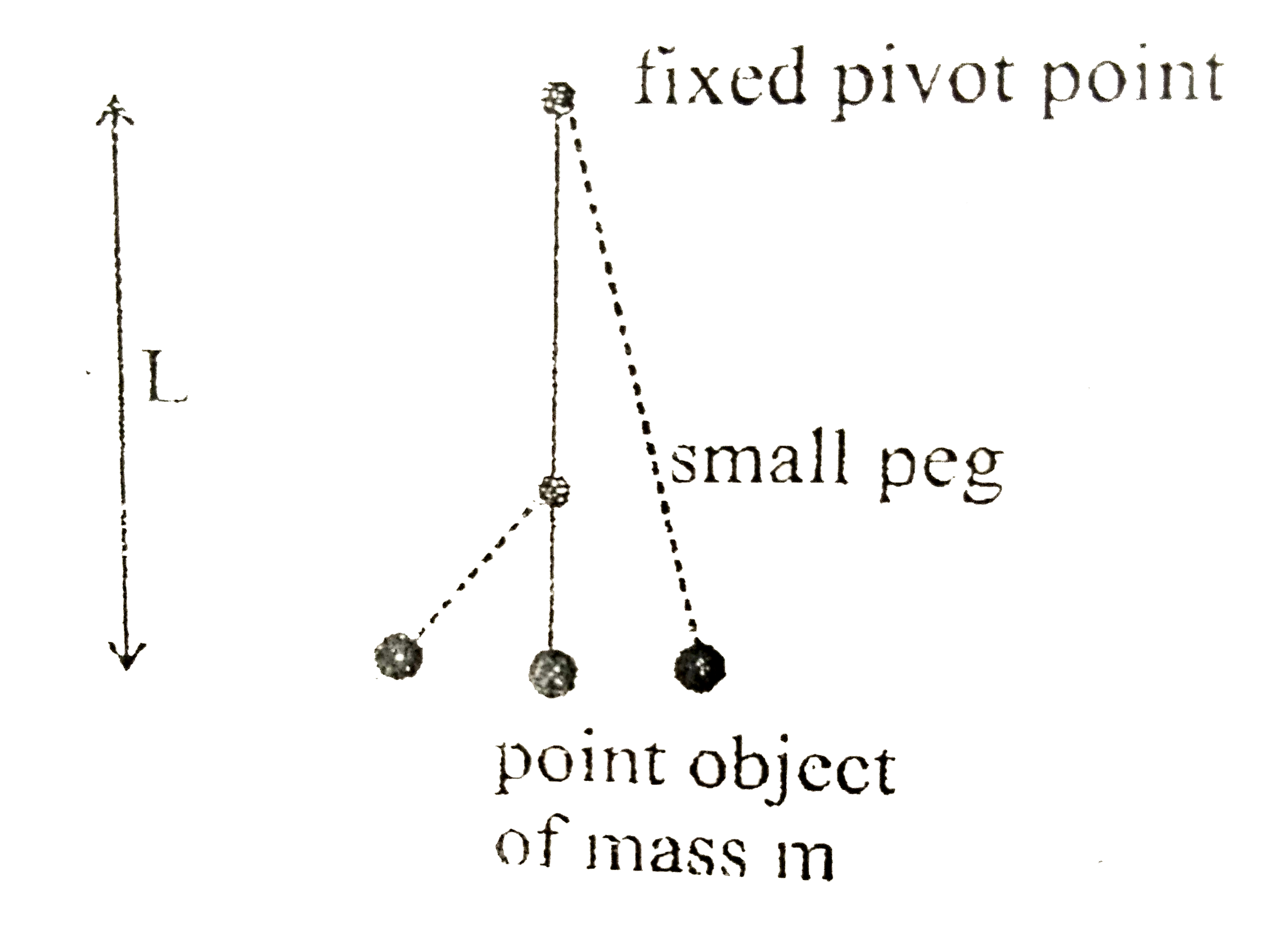 A simple pendulum of length L is constructed form a point object of mass m suspended by a massless tring attached to a fixed pivot point. A small peg is placed a distance 2L//3 directly below the fixed pivot point. A small peg is placed a distance 2L//3 directly below the fixed pivot point so that the pendulum would wing as shown in the figure. the mass is displaced 5 degrees form the vertical and released. How does it take to return to its starting position.