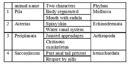 In which of the following the animal name , its two characters and its phylum / class are correctly matched ?