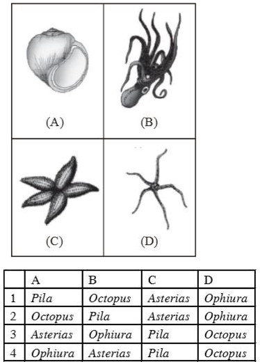 Identify the animals shown in the given figures A , B, C and D from the options given below