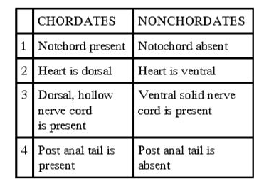 Find out the wrong difference between chordates and nonchordates from the table given below :-