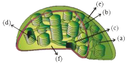 Identify a, b, c, d, e and f from the given i, ii, iii,iv, v and vi (i) Stroma  (ii) Granum   (iii)Thylakoid    (iv)Intergranal Thylakoid   (v) Inner membrane   (vi) Outer membrane