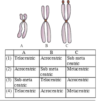 Identify the type of chromosome with respect to centromere position :-