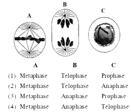 Identify the phases of mitosis from given diagrams :-