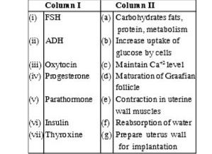 Match the hormone of column I with their function in column II