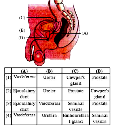 Given diagram is of human reproductive system. Identify the structures which are marked as A,B, C, D :-