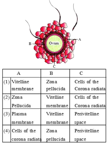 It is a digramatic presenation of ovum which surrounded by few sperms, choose the correct  option about A, B, and C :-