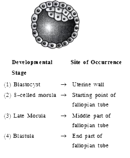 Identify the human development stage show below as well as the related right place of its occurrence in a normal pregnant woman, and select the right option for the two together :-