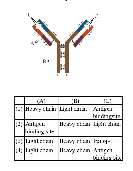 In the figure, structure of an antibody molecule is shown Name the part A, B and C : -