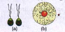 Name the types of gametes mentioned in the given figure (a) & (b) and explain them.
