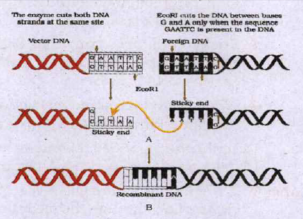 By analysing the given figure answer the following questions:  (a) Name the process mentined in the given figure   (b) Identify the labelled part A & B