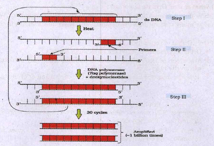 The picture given below shows the technique used for generating multiple copies of the gene of interest.   (a) What is the technique called?  (b) Name the reactions at step I, step II and step III.   (c.) Explain the principle underlying this techniques of DNA amplification.