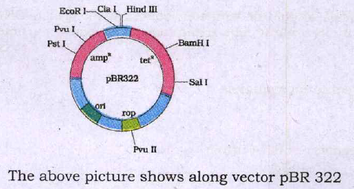 (a) What is Ori? Give its importance   (b) How does the insertion of foreign DNA at Bam HI site selected? What is ampR?  (c.) How many cloning sites are depicted in this vector as shown in the figure?