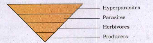 Field survey by a team of students recorded the following data related to number of organisms in an ecosystem and plotted that into a figure shown below:     Observe the figure and explain the pyramid