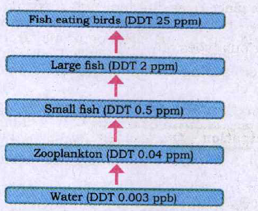 Fish eating birds of this area have higher DDT concentration in their body. Justify.