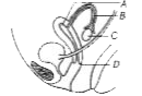 The diagram shows the side view of the female reproductive system   (i) Label the parts A to D.   (ii) In which region are sperms released during intercourse?