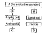 Identify A, B, C and D with reference to gametogenesis in humans in the flow chart given below.