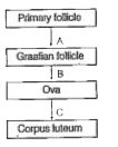 Given alongside is a flowchart showing ovarian change during Graafian follicle menstrual cycle. Fill in the B spaces with the hormonal Ova factor(s) responsible for the events shown.