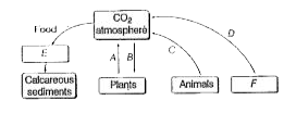 Complete the following model of carbon cycle by filling A, B, C, D, E and F