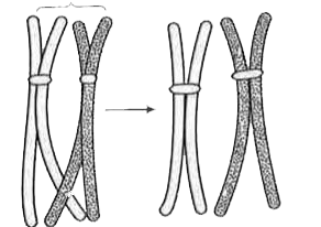 निचे कोशिका विभाजन के दौरान एक nischit अवस्था पर एक विसेषा घटना को प्रदर्शित किया जा  रहा है।  कोशिका विभाजन की इस अवस्था को पहचानिए
