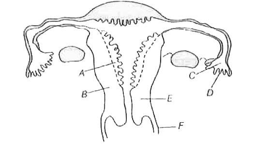 नीचे दी गई आकृति मानव के मादा जनन तन्त्र की काट का चित्रीय निरूपण करती है। इस चित्र में A-F तक किन्हीं तीन भागों का सही पहचान करने वाला विकल्प है