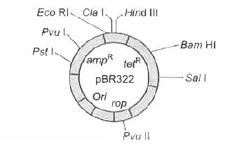 निचे दी गई आकृति ई कोलाई कारक pBR322 का चित्रीय निरूपण करती है।  निचे दिए गए विकल्पों में से किस्मे इसके निशिचत घटक/घटको को सही प्रकार से पहचाना गया है ?