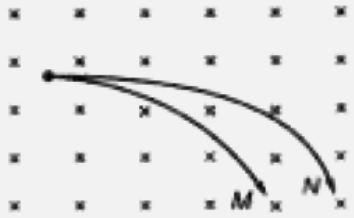 दो आवेशित कण M तथा N  एकसमान चुम्बकीय क्षेत्र में  क्षेत्र के लंबवत गति करते हुए प्रवेश करते  है।  इनके पथ  चित्र में दिखाए गए है संभव कारण  है/है