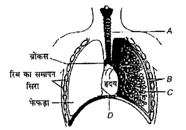 चित्र में मानव श्वसन तंत्र का एक आरेखित दृश्य चित्र दर्शाया गया है।  जिसे A, B, C तथा D से नामांकित किया गया है।  अंग की सही पहचान के साथ-साथ उसके प्रमुख कार्य और/अथवा विशिष्ट लक्षणों को चुने।