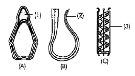 चित्र में दर्शाए गए तीनों भागों की व्यवस्था का सही क्रम क्या है? भाग (A), (C), (1), (2) तथा (3) को नामांकित कीजिए। इन भागों (1,2 तथा 3) के क्या कार्य हैं? स्पष्ट कीजिए।